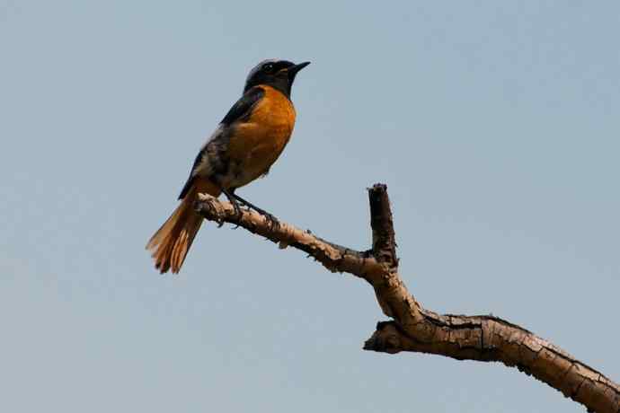 蓝翠黑卷儿和北红