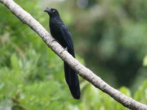 奇特的盔：大犀鹃