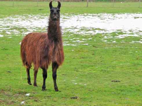 麒麟：传说的兽原型探秘（叉角羚）