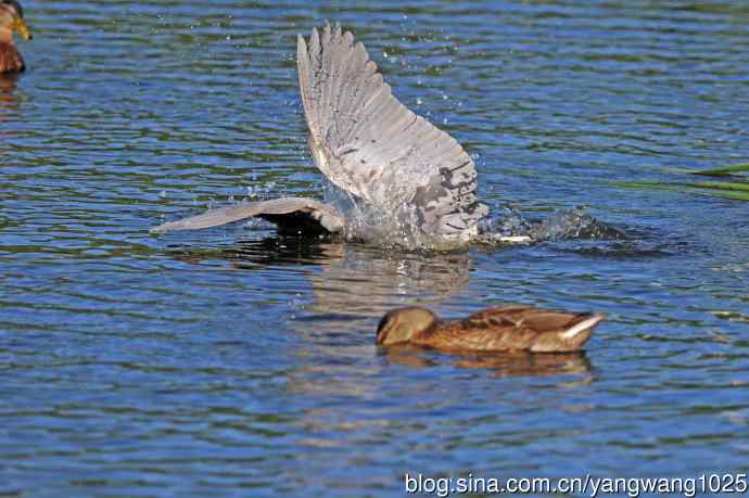 寻鱼的夜鹭（3）