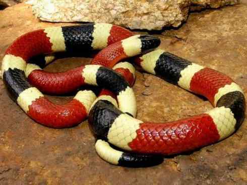 龙：传说的兽原型探秘（环蛇类）