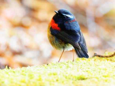 美丽无罪：雀鸟之林鸲