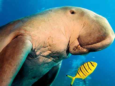 美人鱼：传说的兽原型探秘（儒艮）