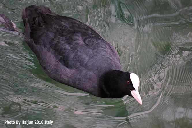 【亚平宁半岛之旅 wbr. wbr角逐白骨顶】