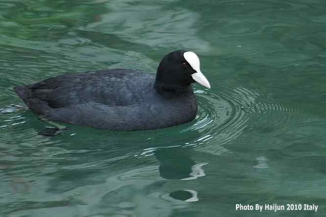 【亚平宁半岛之旅 wbr. wbr角逐白骨顶】