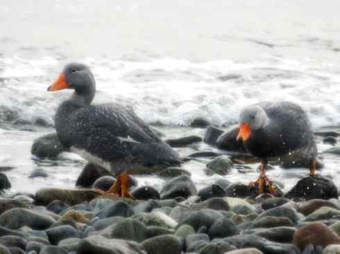 白头鸟系列:另类的美丽9 白头鸟系列:另类的美丽9