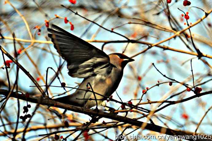 太平鸟（抓拍）2