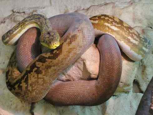 龙：传说的兽原型探秘（蟒蛇类）