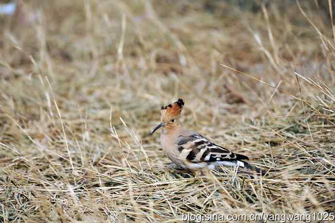 戴胜冠开在十六