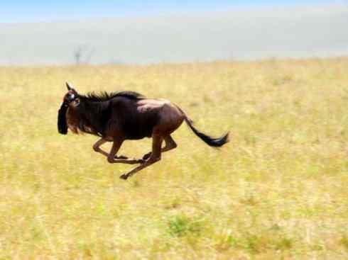 自然奇观：动物大迁徙(非洲大迁徙)