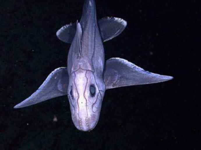 鱼类活化石：叶吻银鲛