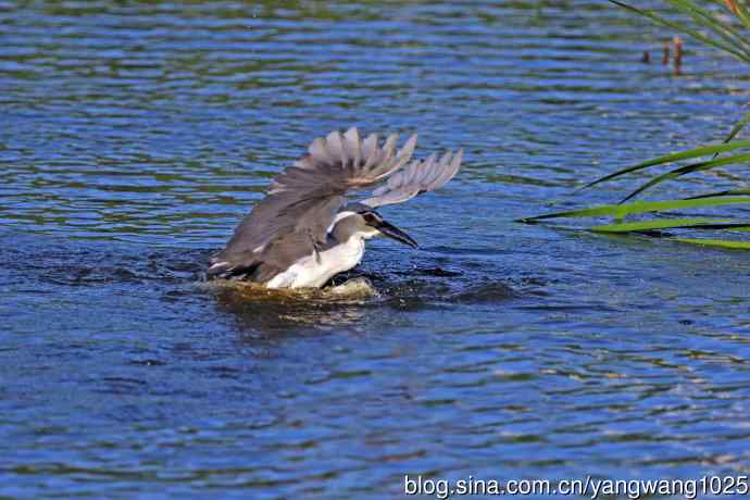 寻鱼的夜鹭（3）