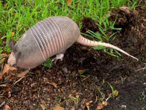 动物世界：山寨还是原创之六