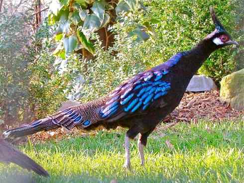 凤凰：传说中的鸟原型探秘（孔雀雉）