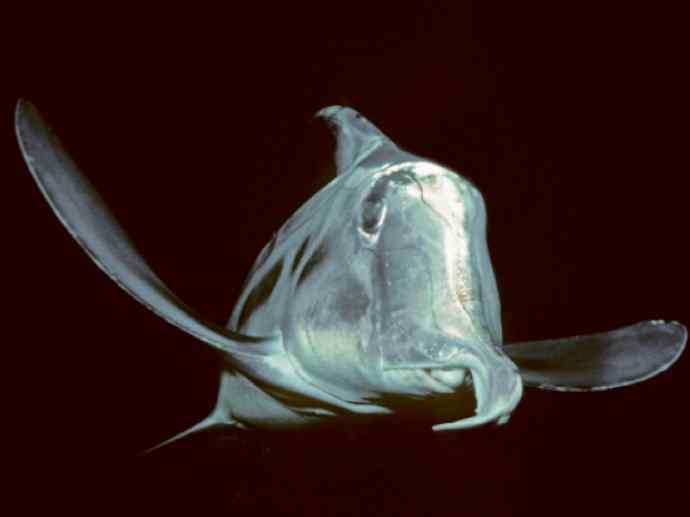 鱼类活化石：叶吻银鲛