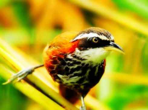 美丽无罪：雀鸟之绿鹛