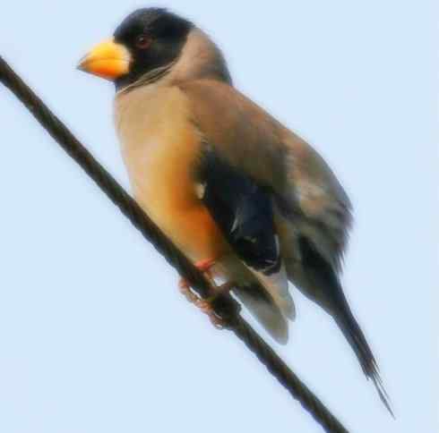 家禽驯化之源之二十二