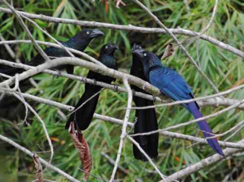 奇特的盔：大犀鹃