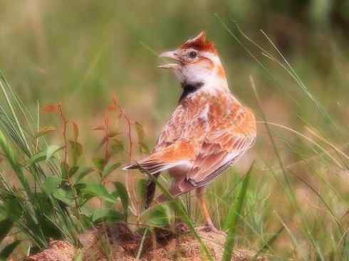 家禽驯化之源之二十八