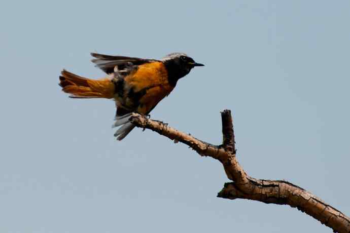 蓝翠黑卷儿和北红