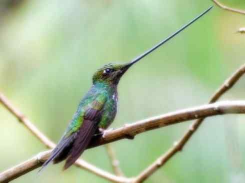 猎奇：奇特的鸟喙之九