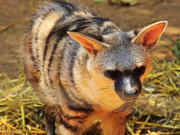 盘点十二大著名食蚁动物：土狼