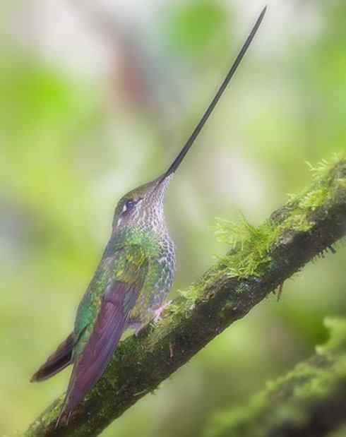 猎奇：奇特的鸟喙之九