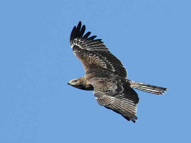 望京楼观赏猛禽迁徙