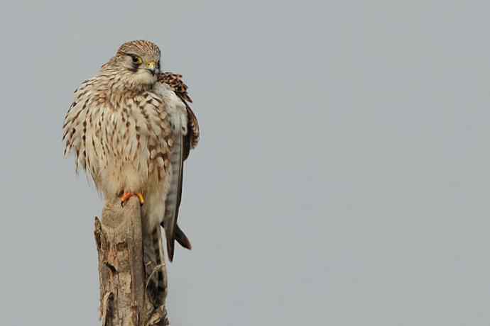 周末约会去（野鸭湖的红隼）