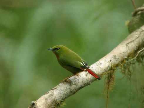 美丽无罪：雀鸟之绿鹛