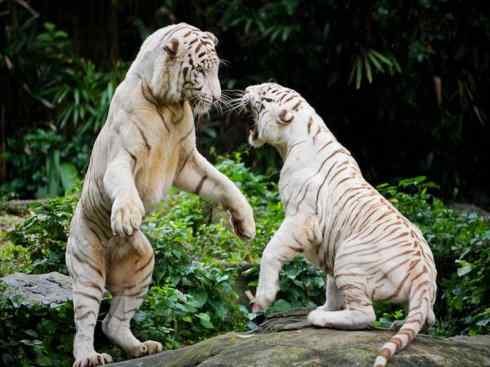 白虎：传说的兽原型探秘（孟加拉虎）