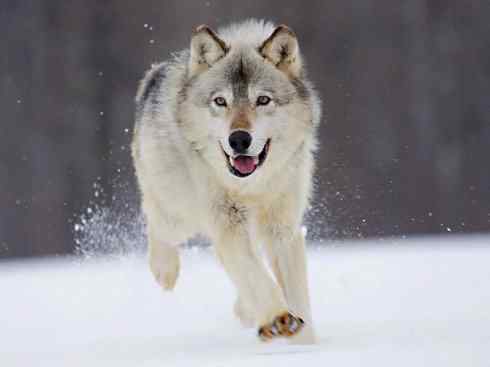 犬科：犬亚科犬属之灰狼