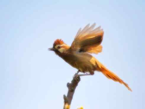 家禽驯化之源之十六