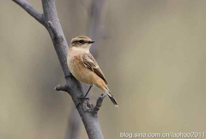 黑喉石鵖 黑喉石鵖