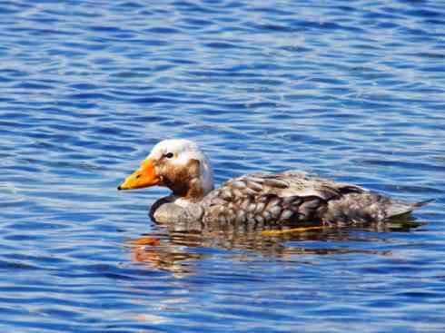 白头鸟系列:另类的美丽9 白头鸟系列:另类的美丽9
