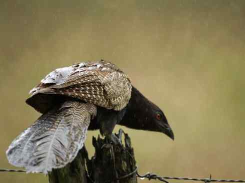 奇特的盔：大犀鹃