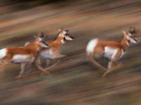 麒麟：传说的兽原型探秘（叉角羚）