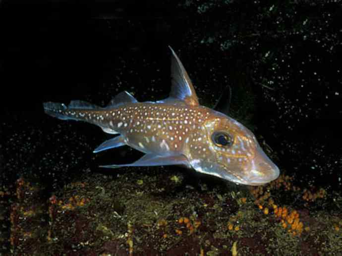 鱼类活化石：银鲛