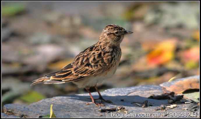 猫---天生的鸟类杀手! 猫---天生的鸟类杀手!