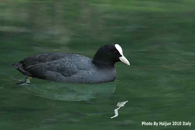 【亚平宁半岛之旅 wbr. wbr角逐白骨顶】