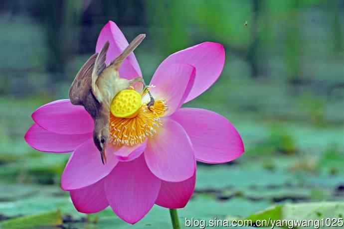 东方大苇莺与荷花(2) 东方大苇莺与荷花(2)