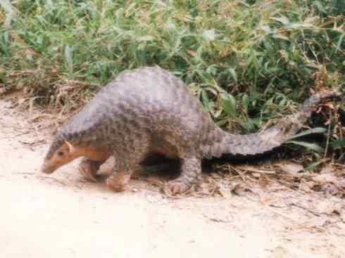 动物世界：山寨还是原创之六