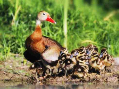 欣赏:美丽的树鸭 欣赏:美丽的树鸭