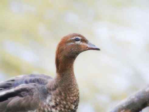 家禽驯化之源之十一