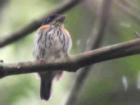 美丽无罪：雀鸟之阔嘴鸟