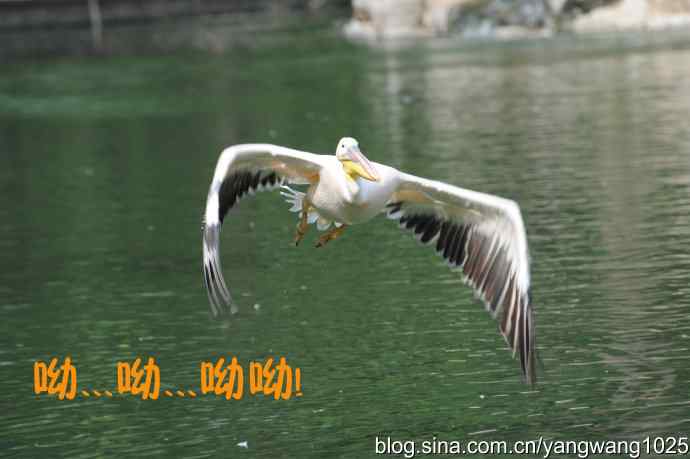 舞（大鹈鹕之舞）