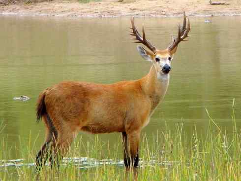麒麟：传说的兽原型探秘（驼鹿）