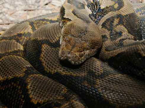 龙：传说的兽原型探秘（蟒蛇类）