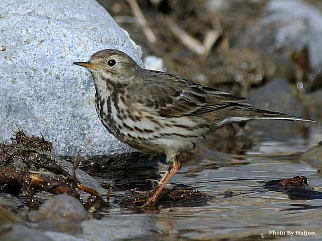 猎艳(红尾水鸲与白顶溪鸲) 猎艳(红尾水鸲与白顶溪鸲)