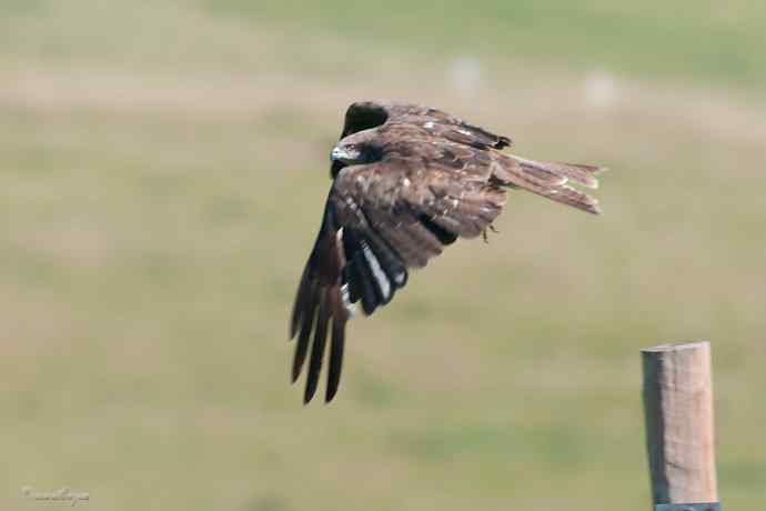 【综合】草原猛禽